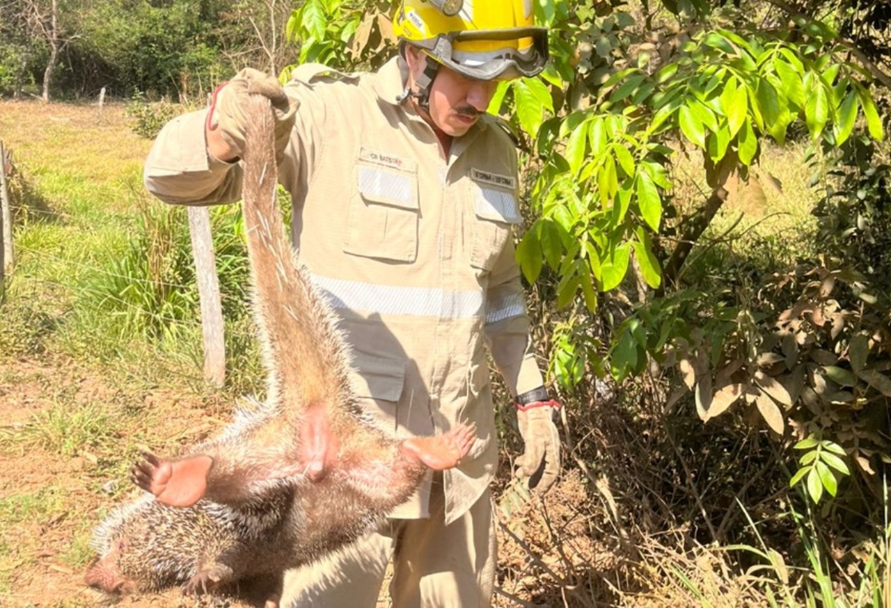 Bombeiros resgatam ouriço-cacheiro na zona rural de Bela Vista de Goiás