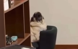 Pug Alemão inova em jeito de se comunicar: ‘ele não late, invoca espíritos’, diz tutor