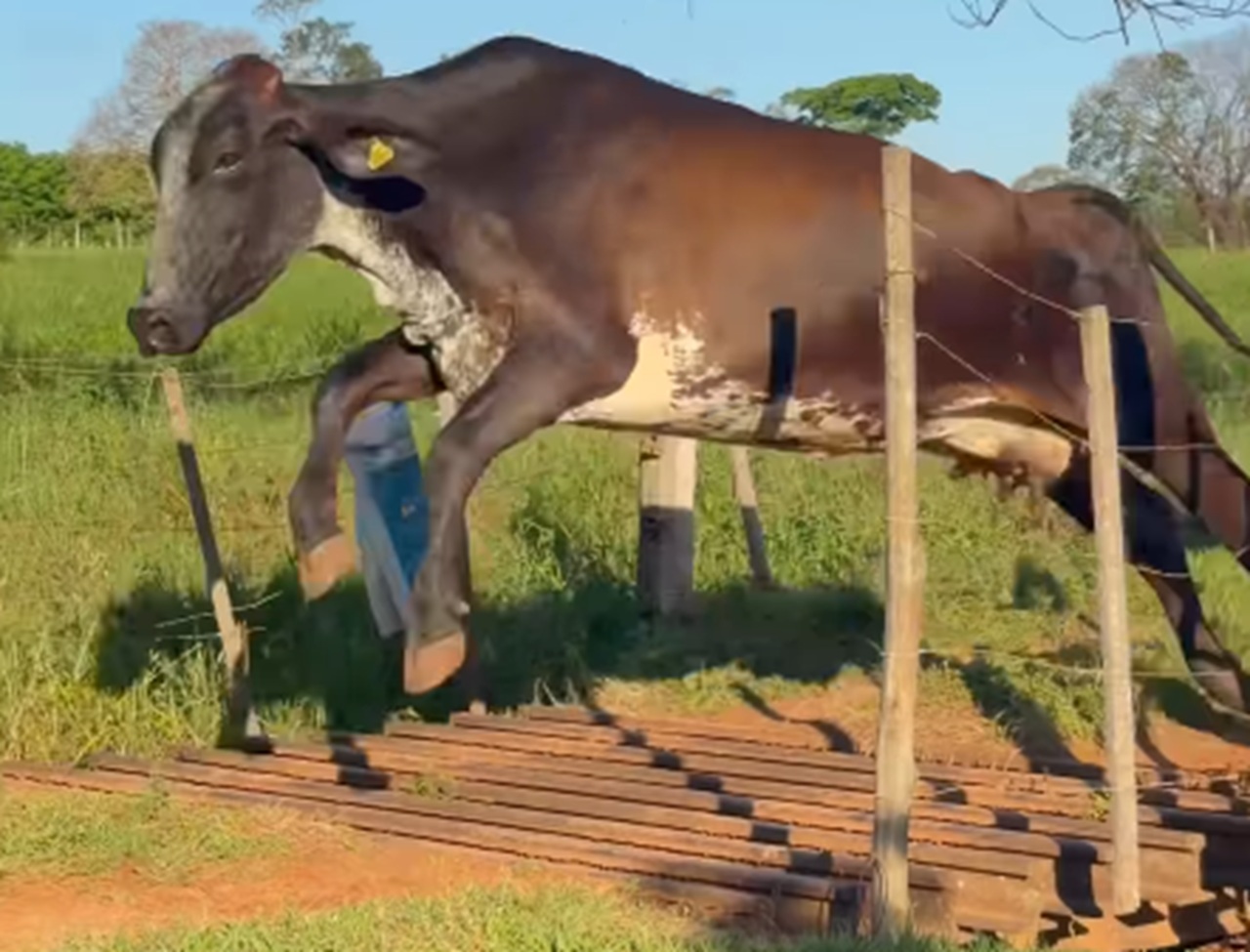 Vacas pulam mata-burro e surpreendem pela habilidade: ‘esse é o trio’