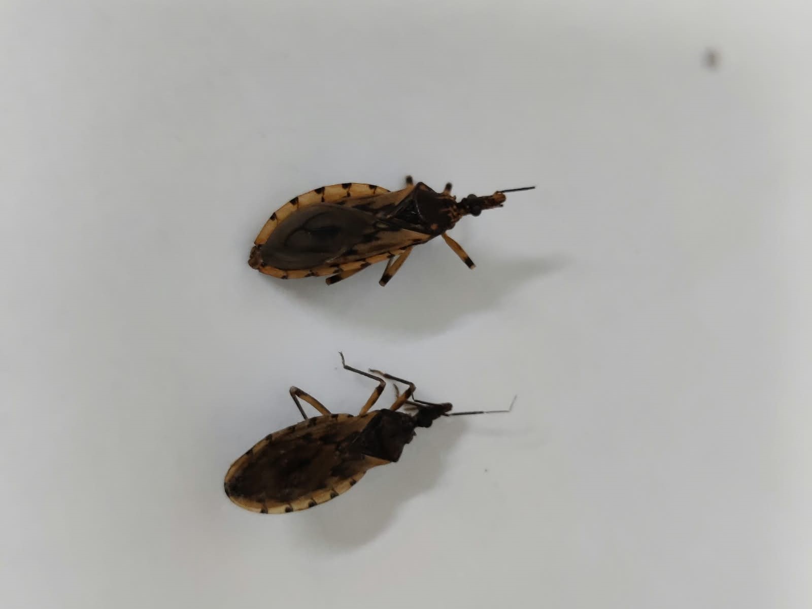 Goiânia registra aumento de mais de 100% na identificação de barbeiros, alerta prefeitura 