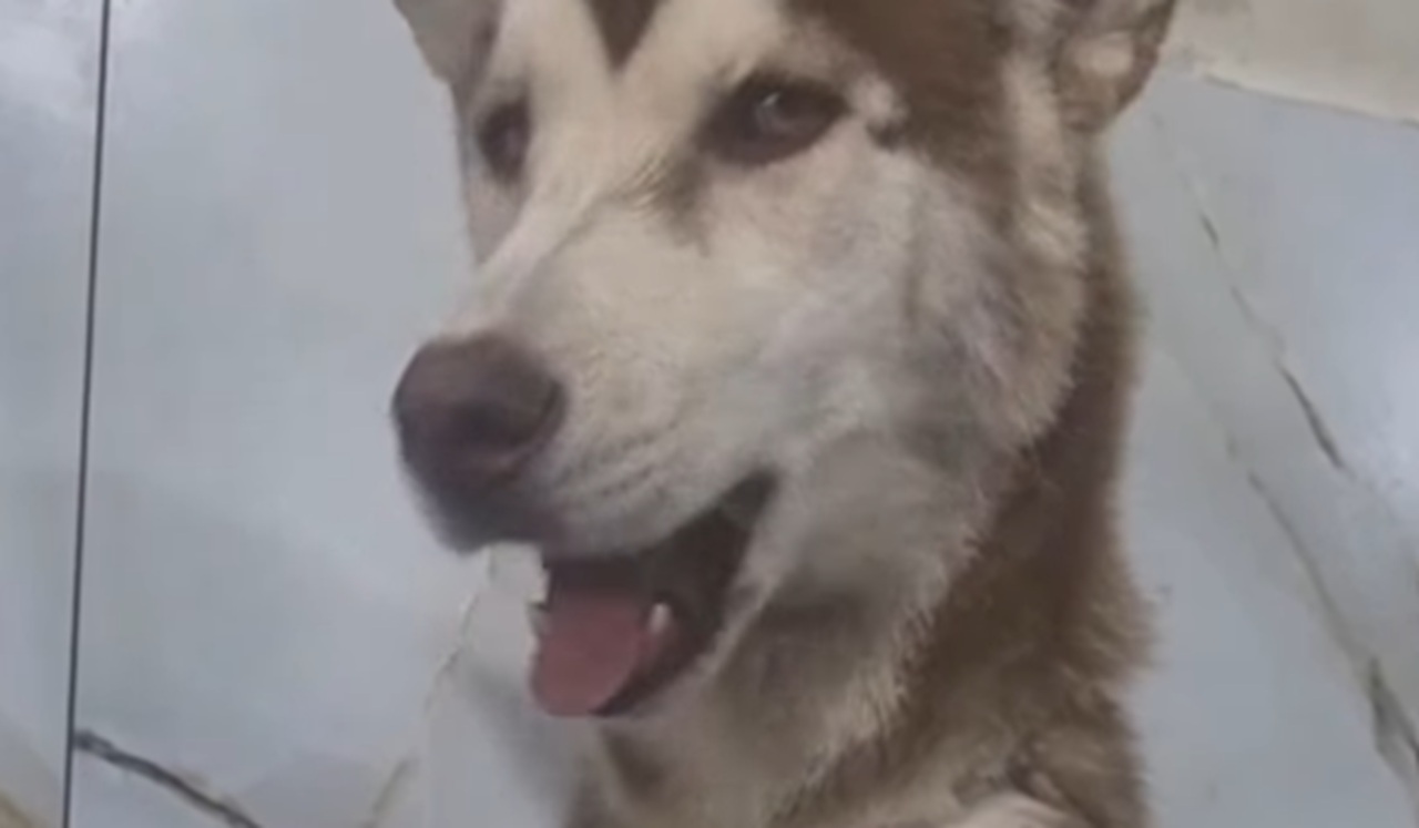Imagem destacada do post: Cãozinho surge conversando ao tomar banho e cena diverte a internet: ‘faltou só falar’