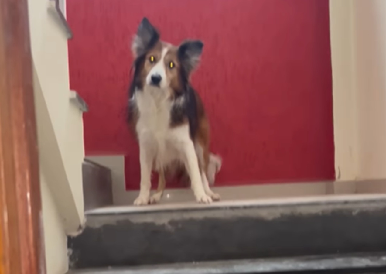 Imagem destacada do post: Tutora encontra casa destruída e cachorro finge que não sabe de nada