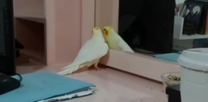 Mulher adota filhote de gato e calopsita aprende a imitar ‘miado’ de forma inesperada