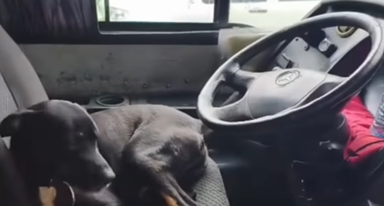Caramelo ‘assume’ volante, impede motorista de sair com o ônibus e ganhar a internet