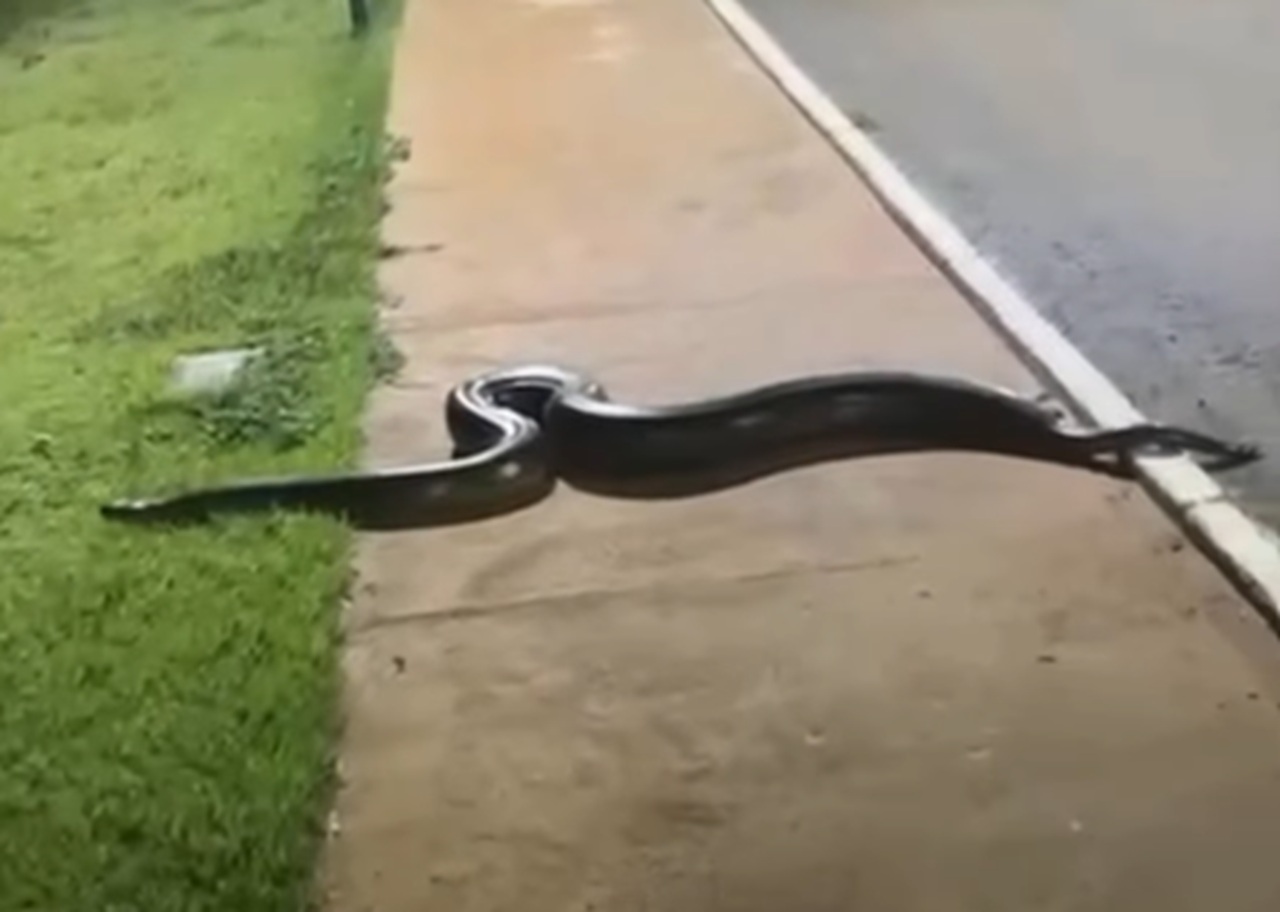 VÍDEO: Homem flagra sucuri atravessando rua até o Lago Municipal de Cristianópolis
