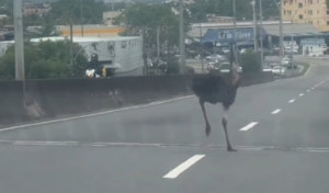 Emu é visto correndo solto no trânsito entre os carros e cena chama a atenção
