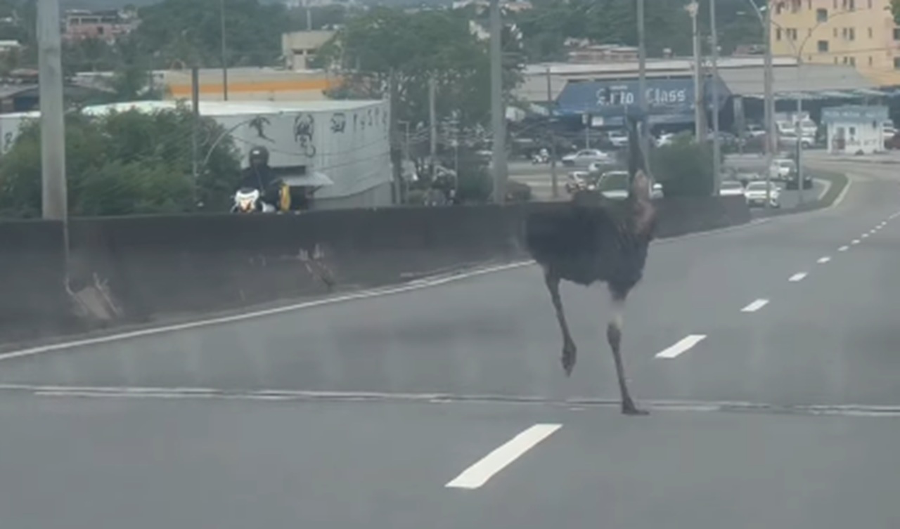Imagem destacada do post: Emu é visto correndo solto no trânsito entre os carros e cena chama a atenção