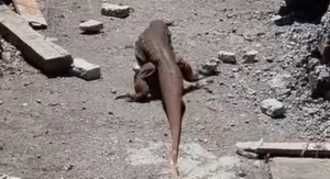 Lagarto gigante impressiona trabalhadores em obra: ‘agora é a época deles’