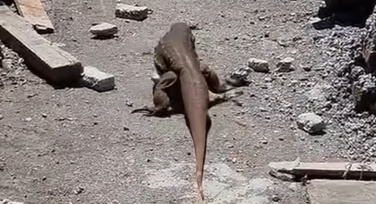 Imagem destacada do post: Lagarto gigante impressiona trabalhadores em obra: ‘agora é a época deles’