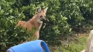 Mulher avista lobo-guará em meio a plantação de laranjas e se encanta: ‘que lindo!’