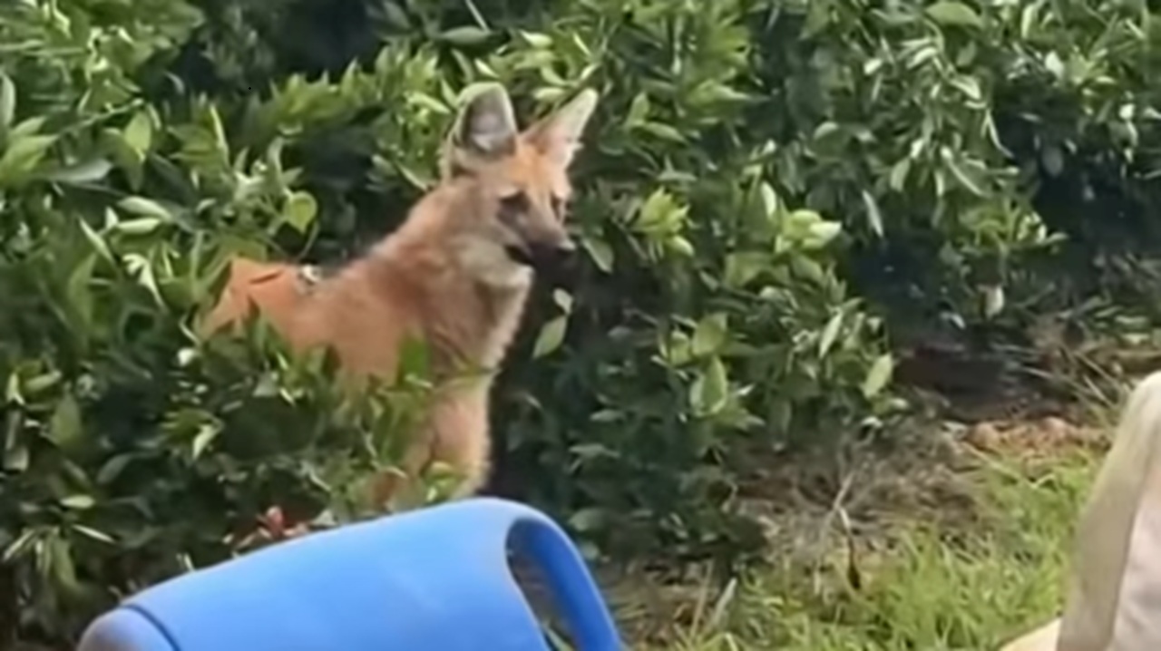 Imagem destacada do post: Mulher avista lobo-guará em meio a plantação de laranjas e se encanta: ‘que lindo!’