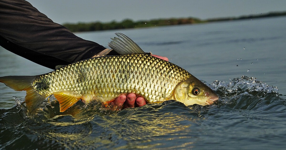 Piracema: proibição da pesca em Goiás começa em 1º de novembro; fique atento