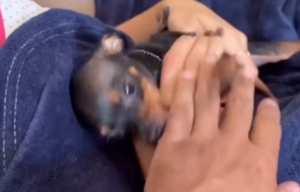 Pinscher ‘adota’ humana favorita e tutor descobre técnica pra fazer carinho