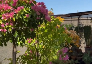 ‘Assumidamente viciada’, brinca mulher ao falar sobre amor por plantas