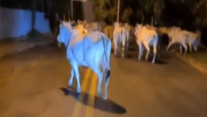 No interior, homem mostra como faz pra tocar o gado e vídeo diverte a internet