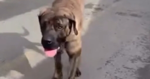 Encontro com ‘super cão’ rende momento de tensão e vídeo viraliza na internet